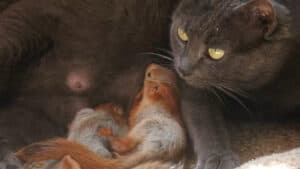 Quando l'istinto materno supera le barriere di specie: la toccante storia della gatta e i suoi cuccioli scoiattolo