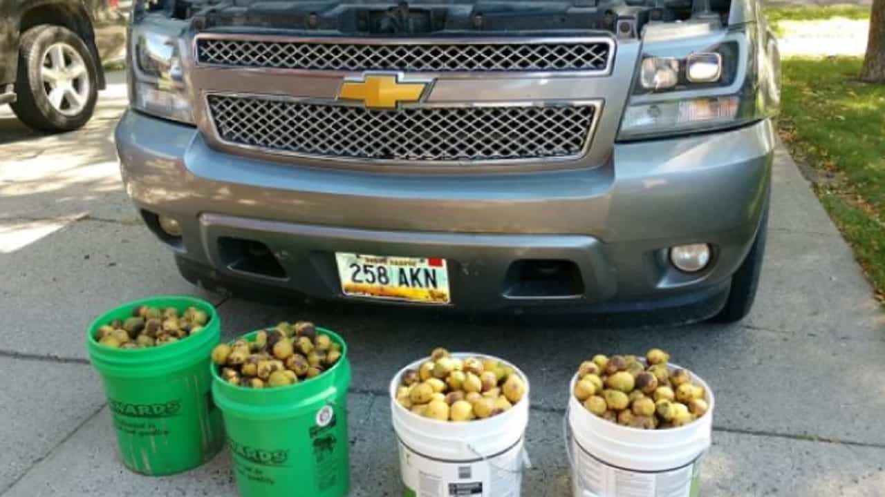 Un uomo ha trovato più di 80 Kg di noci all’interno del suo furgone, le aveva nascoste uno scoiattolo
