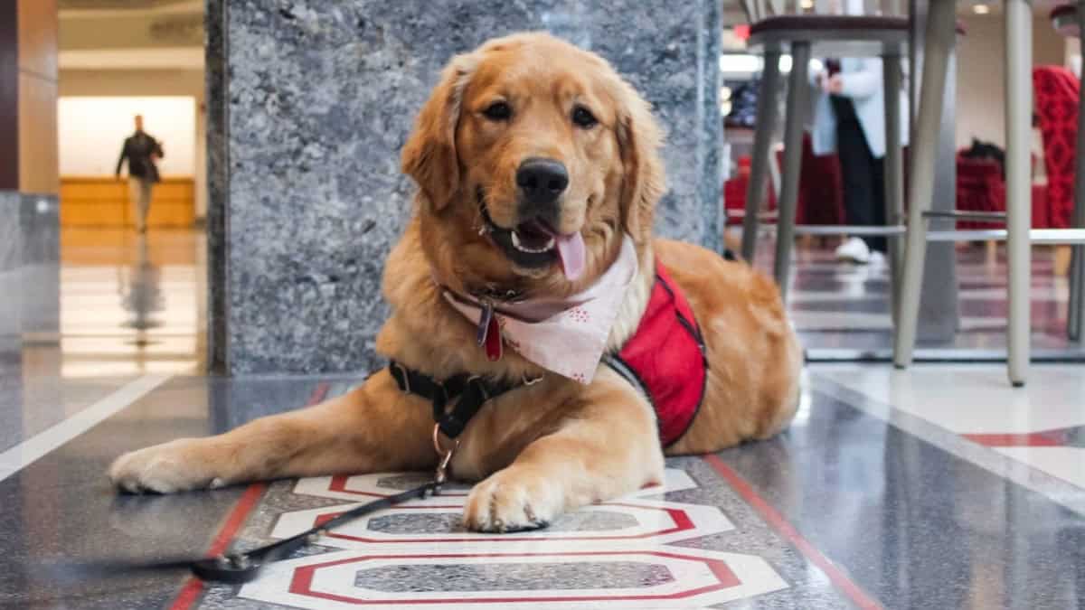 Un cane di supporto cambia la vita di un bambino autistico.