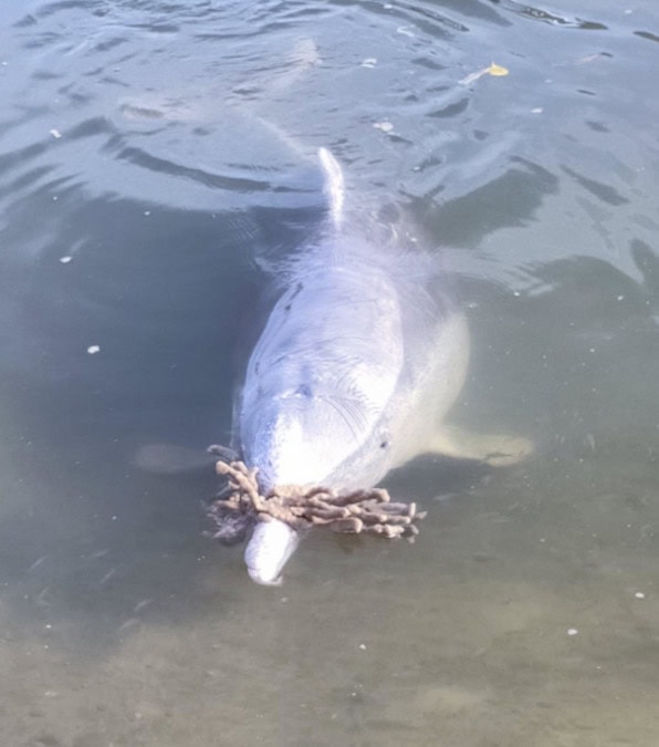 Mystique il delfino che porta doni abissali in cambio di cibo