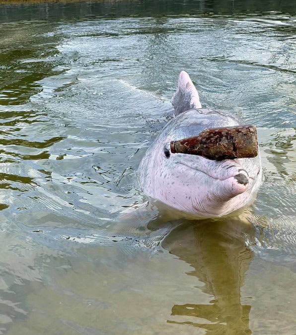 Mystique il delfino che porta doni abissali in cambio di cibo