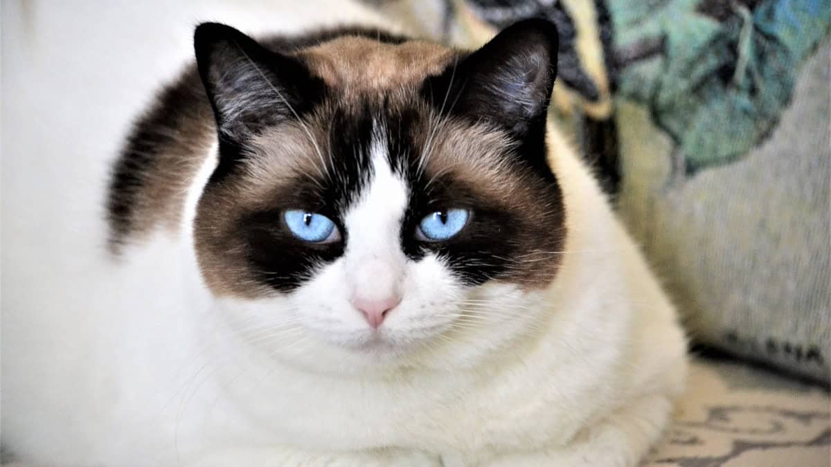 La terza palpebra negli animali: ecco perché l'uomo non ce l'ha?